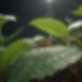 Close-up view of gnats on a plant leaf