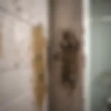 Close-up of mold growth in a bathroom corner