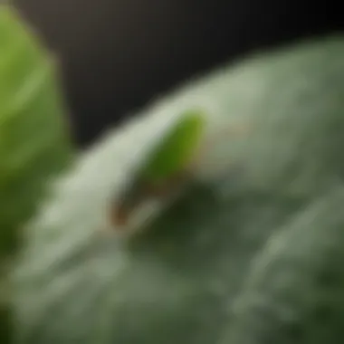 Close-up of aphids on a green leaf