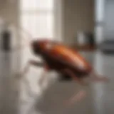 Close-up of a cockroach in a kitchen setting