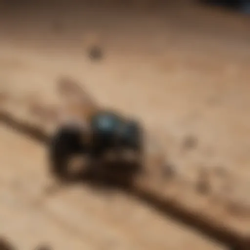 Close-up of carpenter bee damage on wooden surface