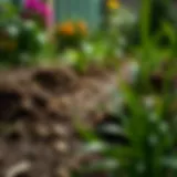 A close-up of a garden affected by mole activity, showing mounds of earth and disturbed soil.