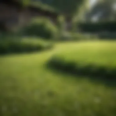 Healthy Lawn Without Clover Healthy lawn maintaining clover-free dominance