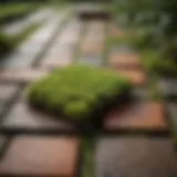 A close-up view of moss growing on pavers