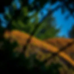 Enhancing Privacy with Big Trees: A Comprehensive Guide Introduction