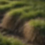 Close-up of lawn thatch layer