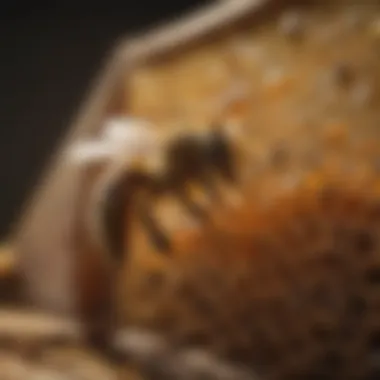 Close-up of healthy bees working in their hive