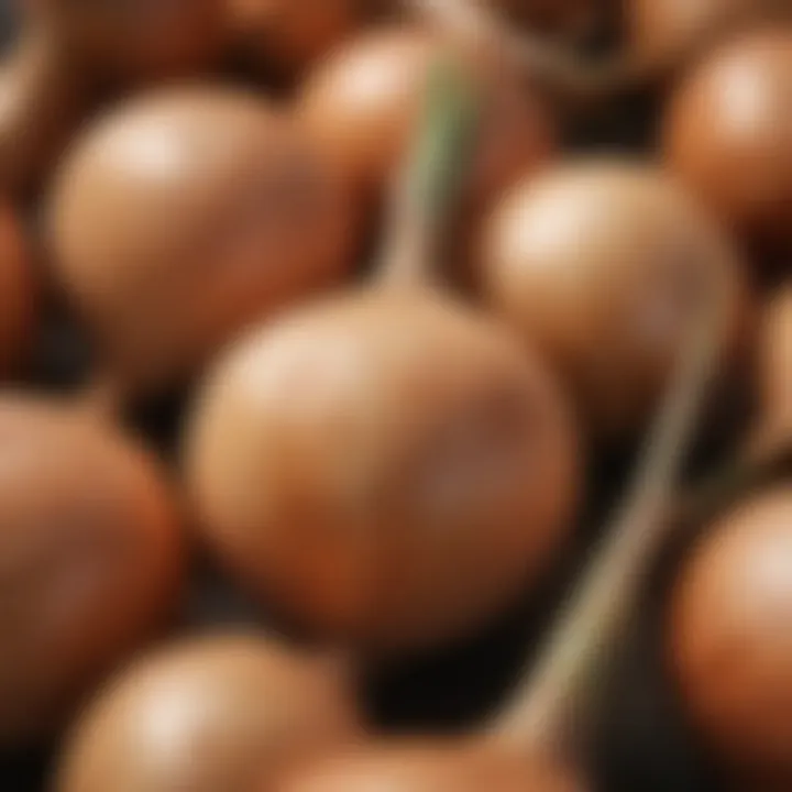 A close-up of a long day onion variety showcasing its unique texture