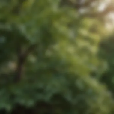 Close-up of healthy foliage on a fast-growing tree