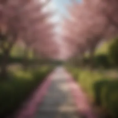 An artistic view of cherry blossoms framing a serene garden path