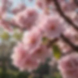 A close-up of delicate pink cherry blossoms in full bloom on a sunny day