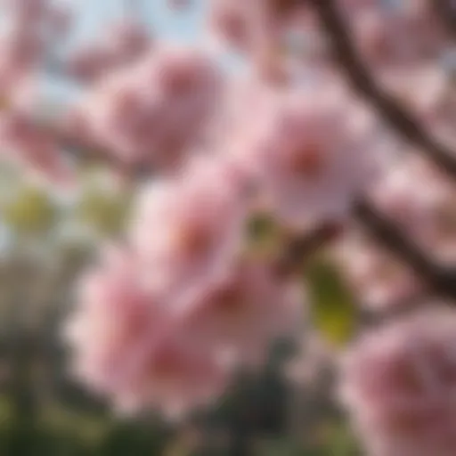 A close-up of delicate pink cherry blossoms in full bloom on a sunny day