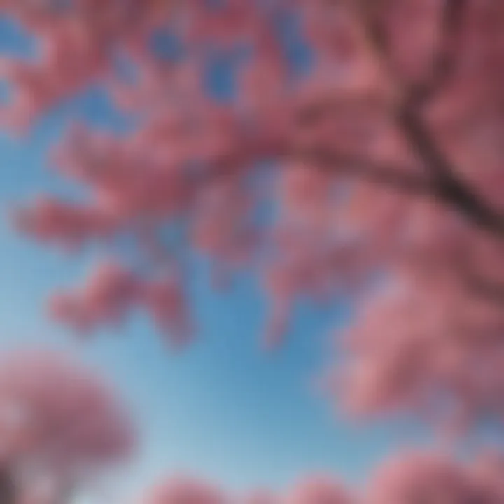 A panoramic view showcasing the vibrant pink hues of cherry trees against a clear blue sky