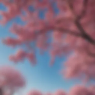 Vibrant Pink Hues of Cherry Trees Against Blue Sky A panoramic view showcasing the vibrant pink hues of cherry trees against a clear blue sky