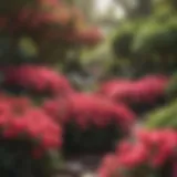 A vibrant display of blooming azaleas in a lush garden setting