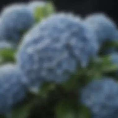 Close-up of the delicate flowers of a hydrangea shrub