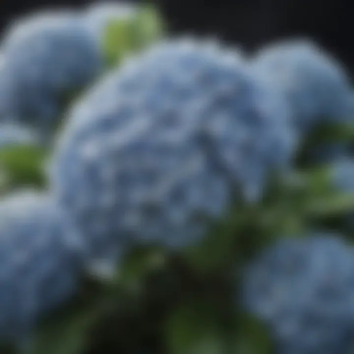 Close-up of the delicate flowers of a hydrangea shrub
