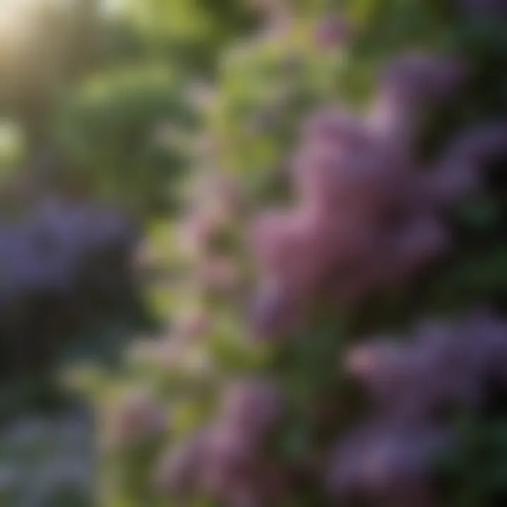 A serene garden featuring fragrant lilacs in full bloom