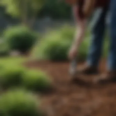 Efficient Application of Grass Mulch Gardener applying grass mulch around plants
