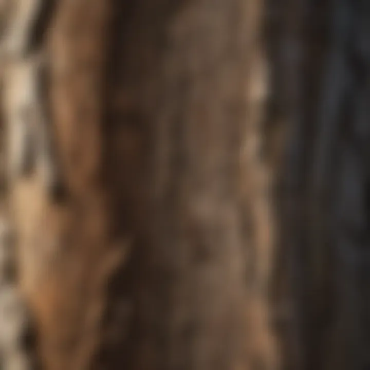 Close-up of textured natural wallpaper mimicking tree bark.
