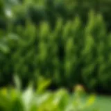 Lush green privacy shrubbery creating a natural barrier in a backyard setting