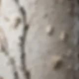 A close-up view of white clump birch tree bark showcasing its unique texture.