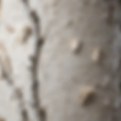 A close-up view of white clump birch tree bark showcasing its unique texture.