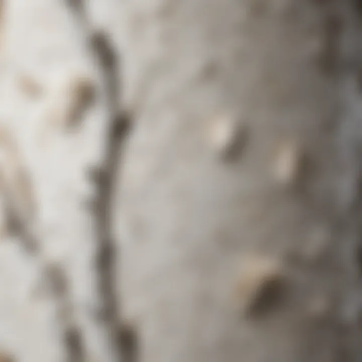 A close-up view of white clump birch tree bark showcasing its unique texture.