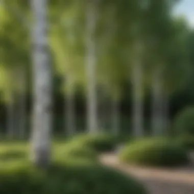 A well-maintained garden featuring white clump birch trees as a focal point.