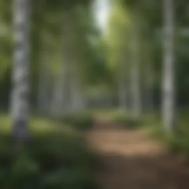 A landscape design showcasing the strategic planting of white clump birch trees.