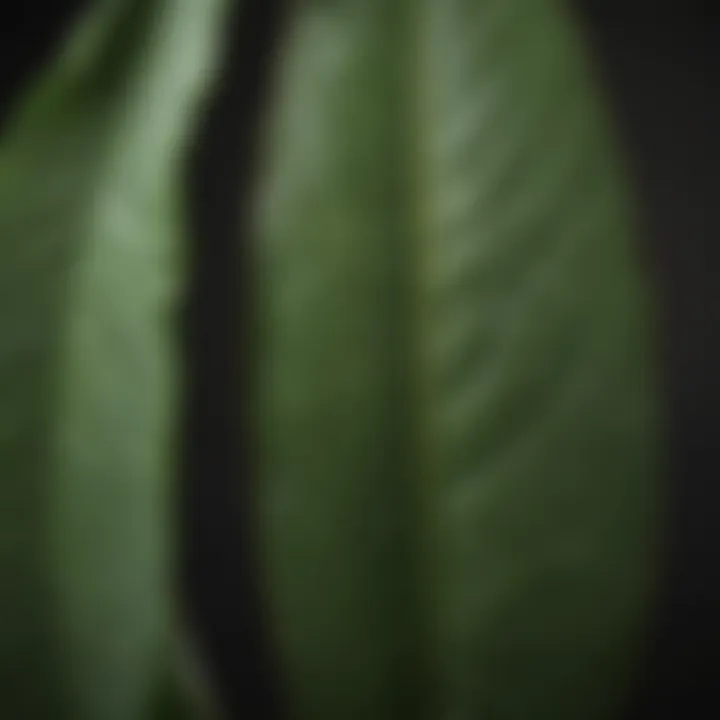 Close-up of avocado leaves showcasing unique texture