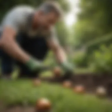 A gardener planting bulbs in a lush green lawn