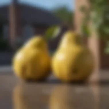 Close-up of patio pear fruit ready for harvest