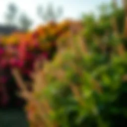 Vibrant privacy shrub in Texas garden showcasing lush foliage