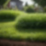 Lush green lawn indicating healthy grass growth