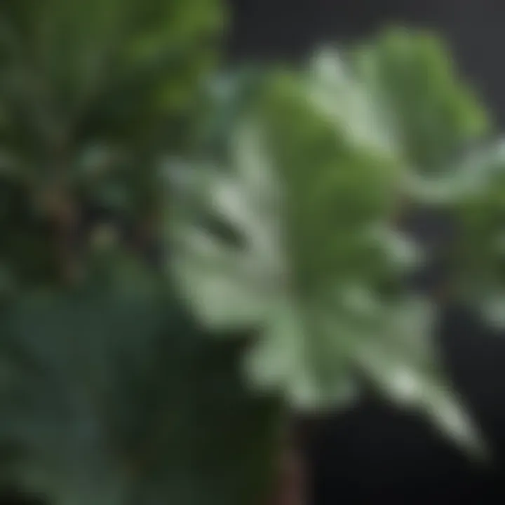 Artistic close-up of fig leaves against a blurred background