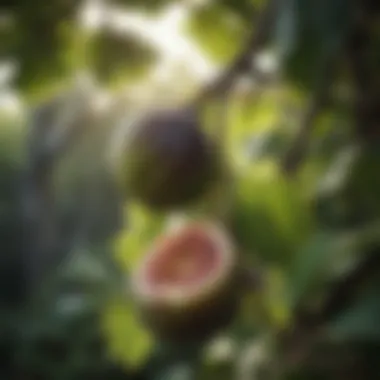 Ripe Figs on Vibrant Tree Lush fig tree with ripe fruits glistening in sunlight