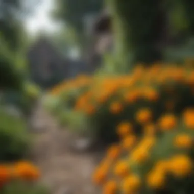 Vibrant marigold flowers in a garden setting