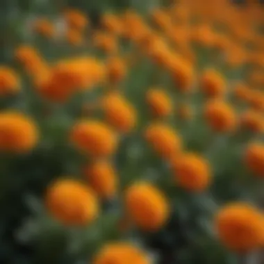 Close-up of vibrant marigold flowers in full bloom