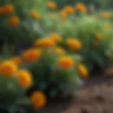 Healthy marigold plants thriving in a garden setting