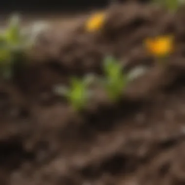 Close-up of healthy soil with nutrients