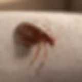 Close-up of bed bugs on a couch fabric