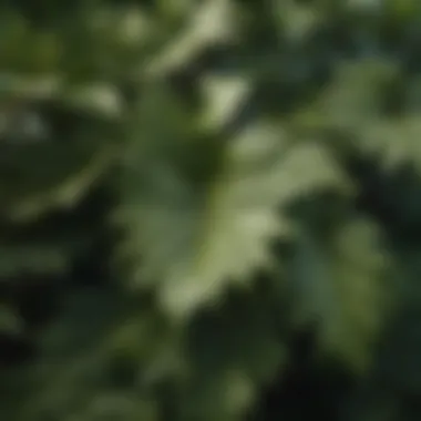 A detailed close-up of shrub leaves showcasing unique textures