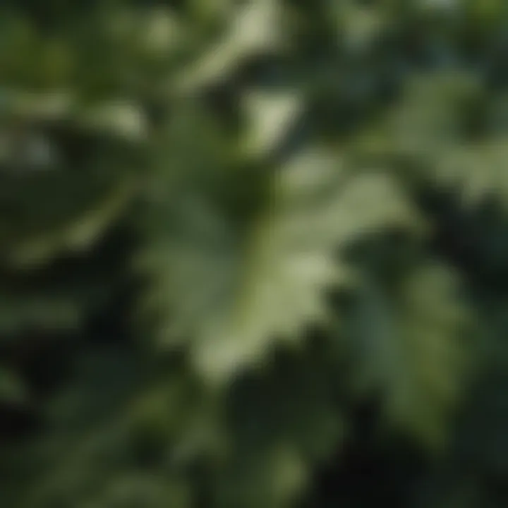 A detailed close-up of shrub leaves showcasing unique textures