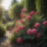 Vibrant flowering shrubs in a landscape setting