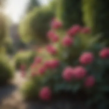 Exploring Flowering Shrubs Vibrant flowering shrubs in a landscape setting