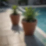 Elegant potted plants placed around a serene swimming pool