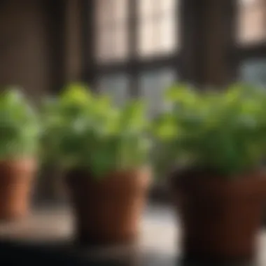 Close-up of vibrant basil and mint growing in pots