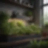 Lush indoor herb garden showcasing various types of herbs