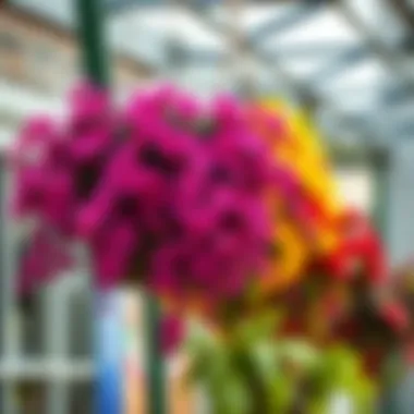 Colorful flowers cascading from artistic hanging baskets